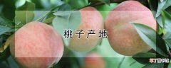 【桃子】桃子产地