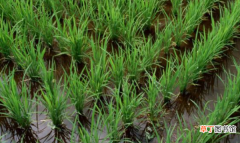 水稻土是花盆里面的土吗?