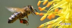 蜜蜂的五大特性是什么
