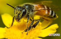 蜜蜂的寿命有多久