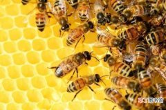 蜜蜂的种类，多点字