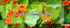 【月份】旱金莲几月份种植几月份开花