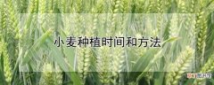 【种植】小麦种植时间和方法