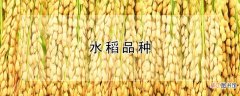 【品种】水稻品种