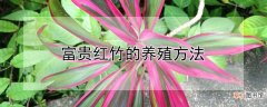 【养殖】富贵红竹的养殖方法