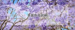 【花】开紫色花的树