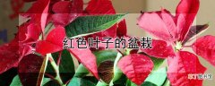 【叶子】红色叶子的盆栽
