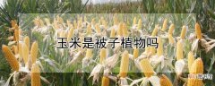 【植物】玉米是被子植物吗