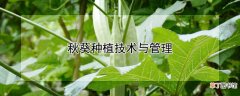 【种植】秋葵种植技术与管理