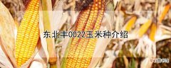 【玉米】东北丰0022玉米种介绍