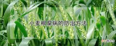 【防治】小麦根腐病的防治方法