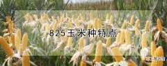 【特点】825玉米种特点
