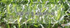 【品种】乐盈797玉米品种介绍