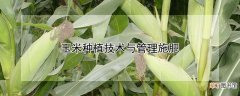 【种植】玉米种植技术与管理施肥