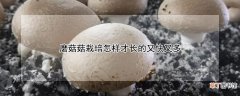 【多】磨菇菇栽培怎样才长的又快又多