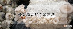 【养殖】袋装蘑菇的养殖方法