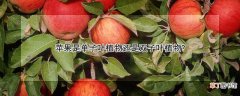 【植物】苹果是单子叶植物还是双子叶植物？