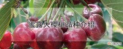 【桃】蜜露大樱桃品种介绍