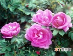 【栽培】玫瑰族新成员—紫枝玫瑰栽培