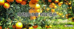 【花卉大全】柑橘防冻最有效措施
