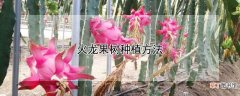 【果树】火龙果树种植方法
