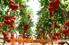 【种植方法】春季西红柿的种植方法