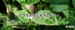【冬天】竹芋冬天死了春天会发吗