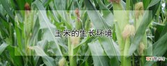 【生长】玉米的生长环境