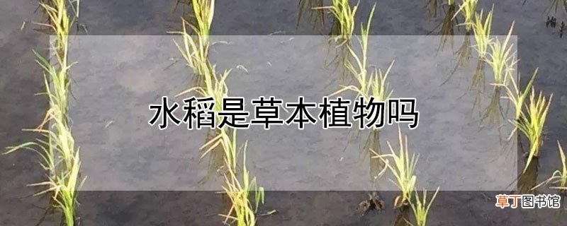 【草本植物】水稻是草本植物吗