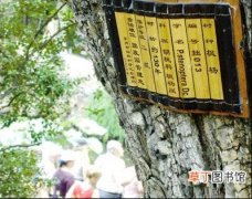 【树】苏州古典园林古树全部挂上古典书简式“身份证”