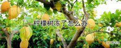 【树】柠檬树冻了怎么办