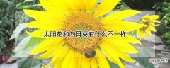 【花】太阳花和向日葵有什么不一样