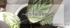 【多】一盆竹芋能活多久