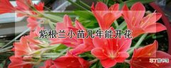 【花】紫根兰小苗几年能开花