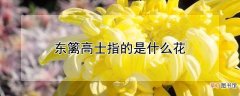 【花】东篱高士指的是什么花