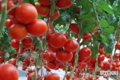【番茄】盆栽番茄怎么养 有哪些注意事项