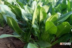 【施肥】菠菜怎么施肥 菠菜的施肥方法和技巧