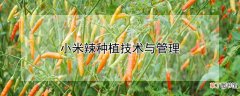 【种植】小米辣种植技术与管理