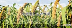 【小米】小米是什么农作物