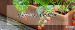 【草莓】盆栽草莓冬天怎样才结果
