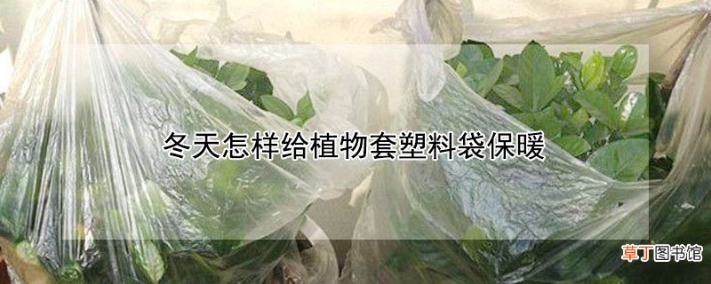 【植物】冬天怎样给植物套塑料袋保暖