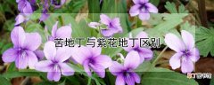 【花】苦地丁与紫花地丁区别