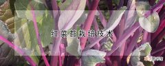 【菜苔】红菜苔栽培技术