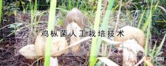 【栽培】鸡枞菌人工栽培技术