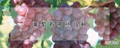 【品种】葡萄有哪些品种