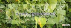 【大棚】冬天芸豆大棚种植时间和方法