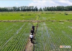 【大国粮仓】龙江水稻进入生长“黄金期” 农技专家来地头“撑腰”