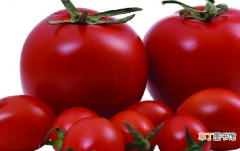 【种子】番茄种子留种方法步骤