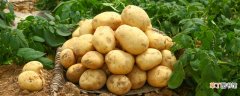 【种植】土豆种植注意事项有哪些