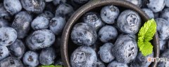 【北方】适合北方的蓝莓品种